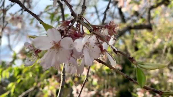 Wind Moves Pink Cherry Blossoms Its Branches Koishikawa Botanical Garden — Stock Video