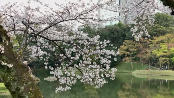 People Walking Koishikawa Botanical Garden Front Lake Cherry Blossoms Camera — Stock Video