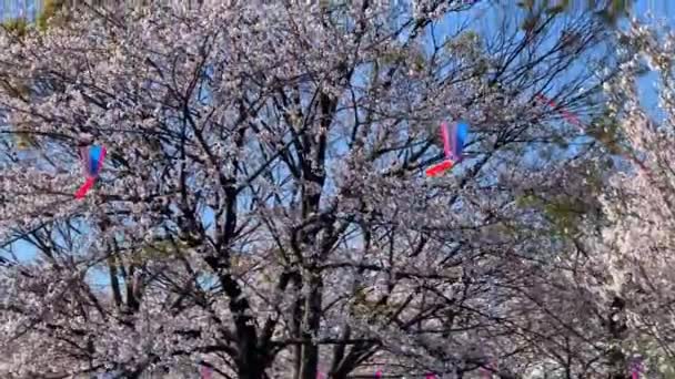 Cherry Tree Full Pink Flowers Background Blue Sky Asukayama Park — Stock Video