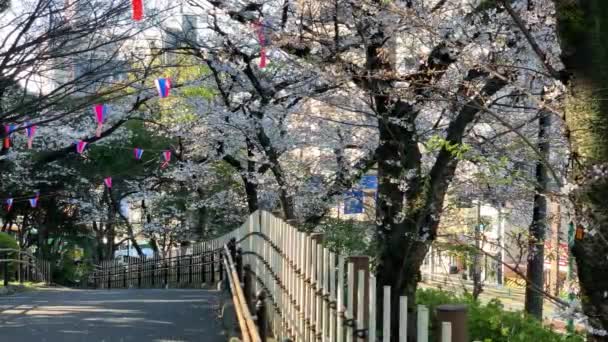 Atmosphere Hanami Fuchsia Cherry Blossoms Paper Lamps Street Trails Railing — Vídeos de Stock