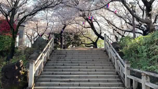 Una Atmósfera Hanami Con Flores Cerezo Fucsia Lámparas Papel Una — Vídeo de stock
