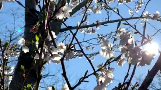 Des Cerisiers Roses Fleurissent Sur Les Branches Naturelles Parc Asukayama — Video
