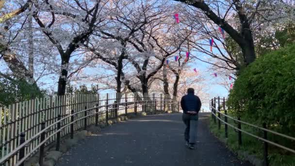 Fuşya Kiraz Çiçekleri Kağıt Lambalar Asukayama Parkı Nda Parmaklıklar Üzerinde — Stok video