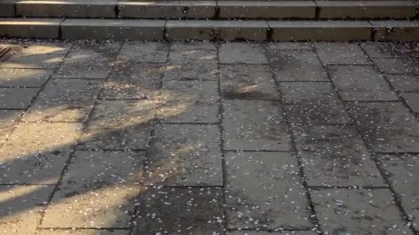 Atmosféra Hanami Padajícími Třešňovými Květy Papírovými Lampami Kamenným Schodištěm Parku — Stock video
