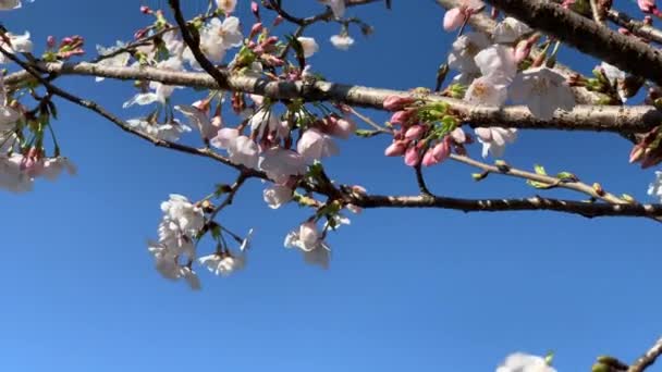 Pink Cherry Blossoms Flowers Move Fluidly Blue Sky Day Asukayama — Stock Video