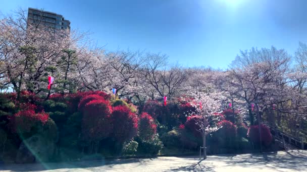Panoramic View Asukayama Park Blue Sky Cherry Blossoms Paper Lamps — Stock videók
