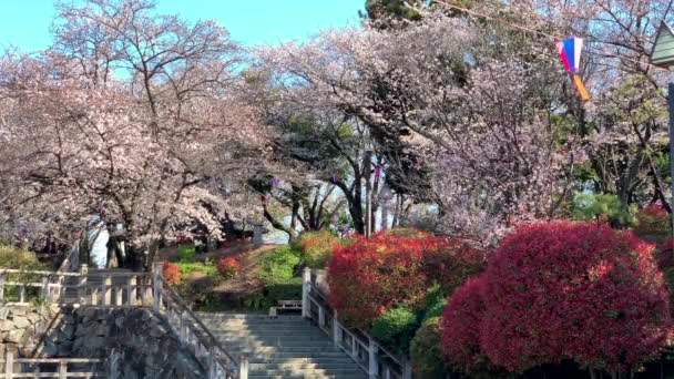 Kolorowy Widok Park Asukayama Kwiatami Wiśni Fuksji Czerwonymi Krzewami Papierowymi — Wideo stockowe