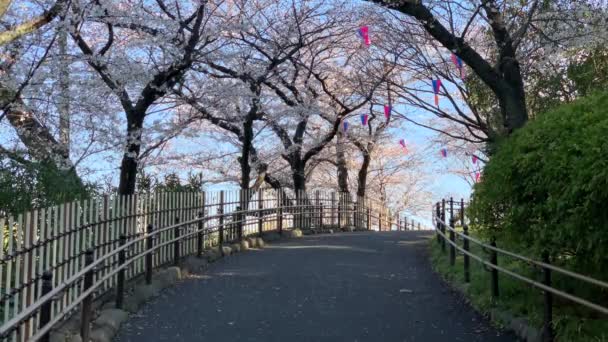 Atmosfera Hanami Kwiatami Wiśni Fuksji Papierowymi Lampami Prowadnicami Asukayama Park — Wideo stockowe