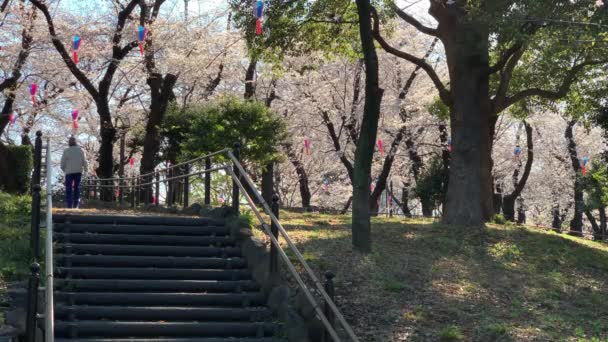 Gente Que Camina Parque Asukayama Recorre Flores Cerezo Fucsia Lámparas — Vídeo de stock