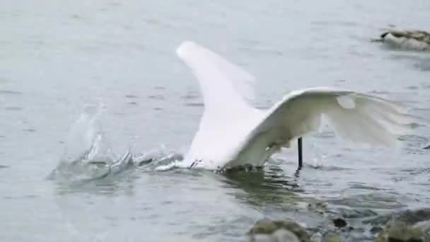 Gros Oiseau Attrape Rapidement Poisson Nageant Près Rive Lac Balaton — Video