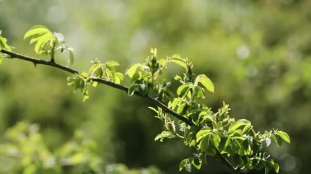 Standalone Tree Branch Countryside Environment — Vídeos de Stock