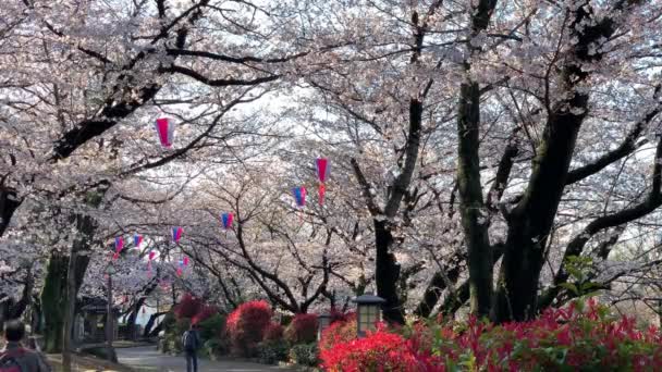 Hanami Atmosphäre Mit Fuchsiakirschblüten Asukayama Park Kamera Starr Winkelneutral Lange — Stockvideo