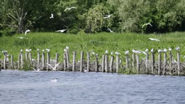 Slumpmässigt Arkiverande Fåglar Nära Stranden Sjön — Stockvideo