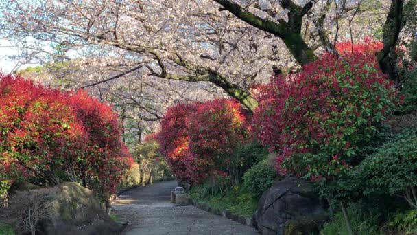 Park Asukayama Kolorowymi Krzewami Kwiatami Wiśni Fuksji Jestem Hanami Kamera — Wideo stockowe