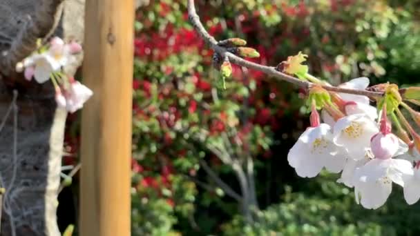 Beautiful Fuchsia Cherry Blossoms Natural Branches Asukayama Park Camera Pan — Vídeo de stock