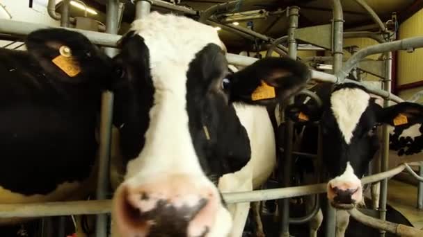 搾乳システムに牛が撃たれた — ストック動画