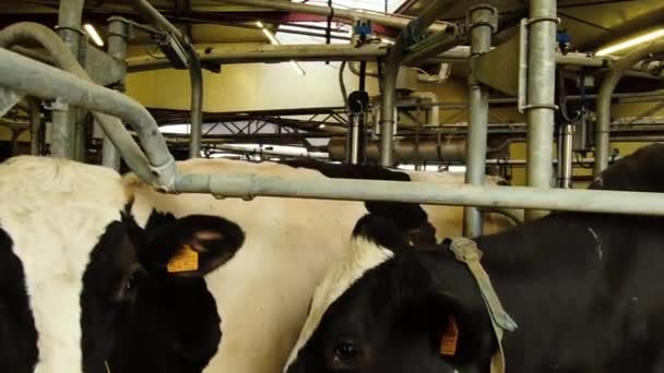 Корова Доильной Системе — стоковое видео