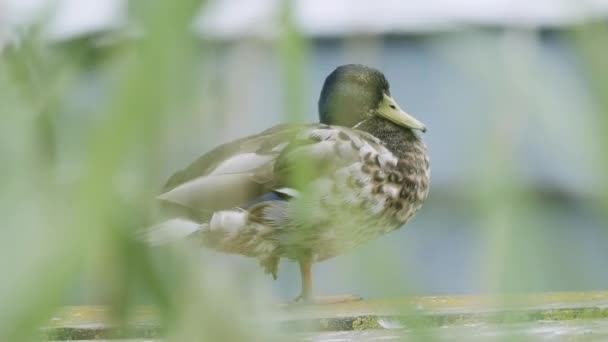 Egy Nőstény Kacsa Áll Egy Fából Készült Kikötőben Kompkikötő Közelében — Stock videók