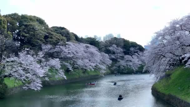 Kersenbloesem Roeiboten Bij Keizerlijke Slotgracht Chidorigafuchi Park Camera Vast Hoek — Stockvideo