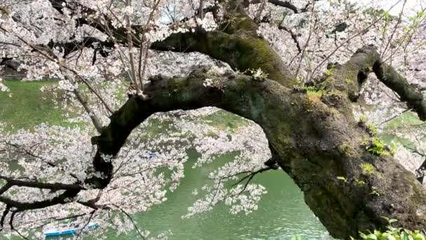 千鳥ヶ淵公園の皇居堀を航行するピンクの桜と人々 カメラ固定角度中立長距離撮影 — ストック動画