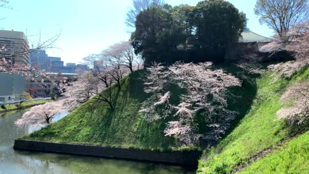 桜のある千鳥ヶ淵公園の堀のパノラマ カメラ固定角度中立長距離撮影 — ストック動画