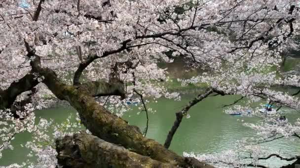 Hajók Chidorigafuchi Parkban Császári Palota Várárkánál Hajóznak Cseresznyevirág Hosszú Ága — Stock videók
