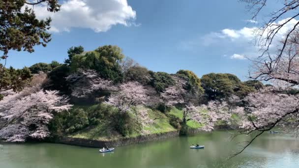 Emberek Chidorigafuchi Parkban Hajóznak Császári Palota Várárkánál Cseresznyevirág Előtt Fényképezőgép — Stock videók