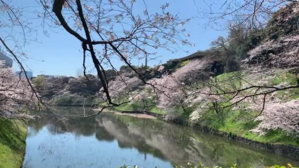 Tükröződés Chidorigafuchi Park Cseresznyefa Ágában Császári Palota Fényképezőgép Páneurópai Szögben — Stock videók