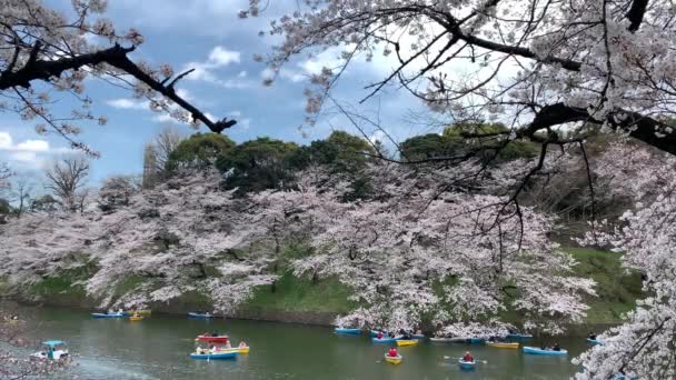 Lidé Plavící Lodích Příkopu Císařského Paláce Park Chidorigafuchi Třešňovými Květy — Stock video