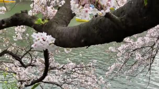 Pink Cherry Blossoms Trunk Chidorigafuchi Park Boats Navigating Imperial Palace — Stockvideo
