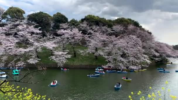 皇宫护城河上的游艇奇杜夫池 樱花盛开 相机泛角度中和 长镜头 白天时间 — 图库视频影像