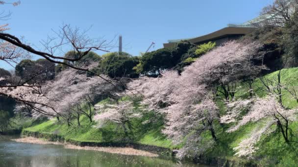 Una Escena Mágica Flores Cerezo Flor Foso Del Parque Chidorigafuchi — Vídeo de stock