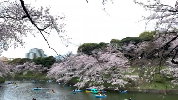 Flores Cerejeira Turistas Navegando Barcos Fosso Palácio Imperial Chidorigafuchi Park — Vídeo de Stock