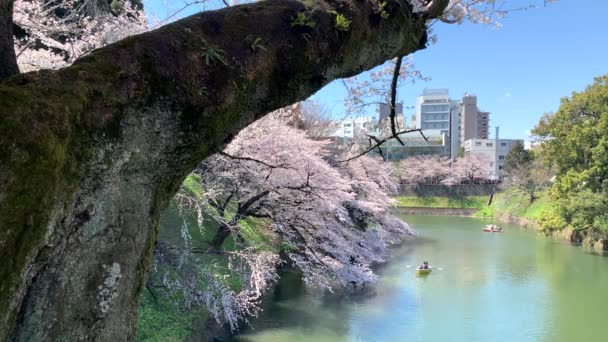 Panoramatický Výhled Příkop Císařského Paláce Parku Chidorigafuchi Veslicemi Plujícími Kolem — Stock video