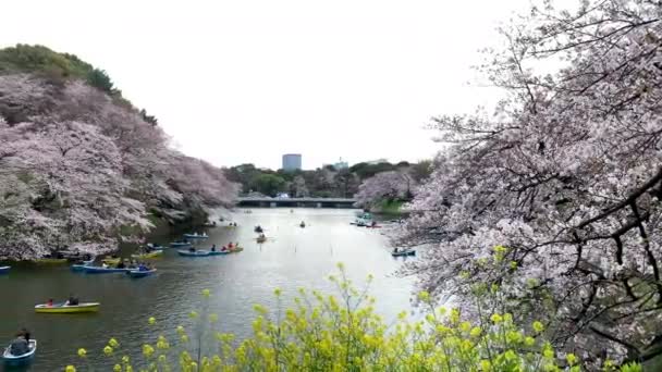 桜のある千鳥ヶ淵公園の大パノラマ 皇居堀の漕ぎボート カメラパンアングルニュートラルロング撮影 昼間だ Tokyo Japan 2019 — ストック動画