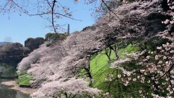 Magical Scene Cherry Blossoms Chidorigafuchi Park Moat Імператорський Палац Камера — стокове відео