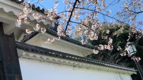 千鳥ヶ淵公園の皇居入口の天井には桜が咲いています カメラの傾斜アップ角度中立ロング撮影 昼間だ Tokyo Japan 2019 — ストック動画