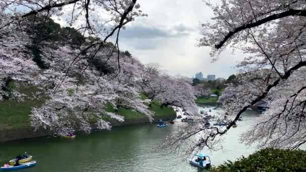 Group Rowboats Chidorigafuchi Park Moat Cherry Blossom Imperial Palace Camera — Video
