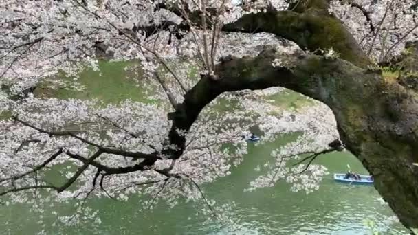 Long Branch Fully Pink Cherry Blossoms People Navigating Boats Imperial — Stockvideo