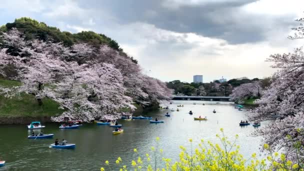 Beautiful Panoramic Imperial Palace Moat Chidorigafuchi Park Rowboats Navigating Cherry — Stock Video