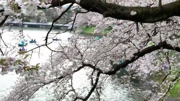 Панорама Парку Чідорігафуті Цвітом Вишневих Стерв Ятниками Імператорський Палац Камера — стокове відео