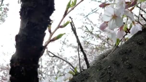 Κερασιές Είναι Γεμάτες Ροζ Λουλούδια Στο Πάρκο Chidorigafuchi Αυτοκρατορικό Παλάτι — Αρχείο Βίντεο