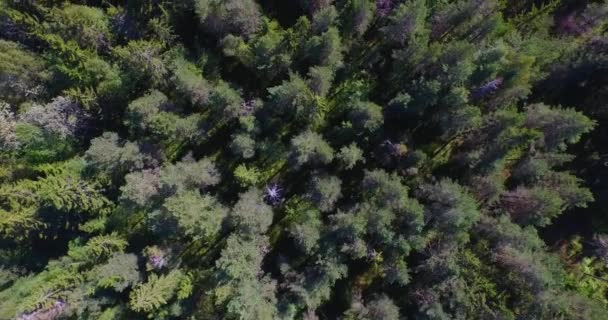 Flying Forward Forest Full Pines Norway Camera Pointing Green Trees — Stock Video