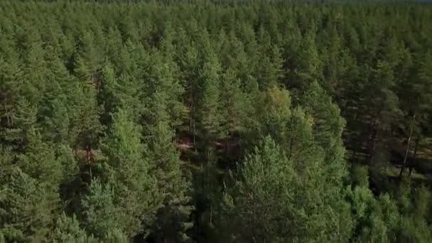 Drone Driving Forest Degree View Ground Viewing Trees Front Camera — Stock Video