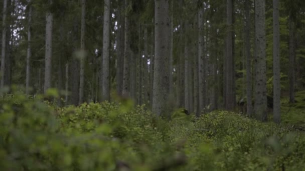 Beautiful Green Pine Forest Sweden Runners Foot Suddently Stepping Front — Wideo stockowe