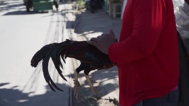 Filippino Man Stroking His Chicken — Video Stock