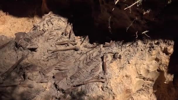 Exhumation Act Digging Especially Corpse Most Often Done Relocate Body — Vídeo de Stock