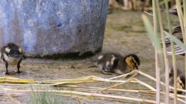 Young Little Ducks Questing Some Foods Shore Zamardi Ferry Terminal — Video Stock