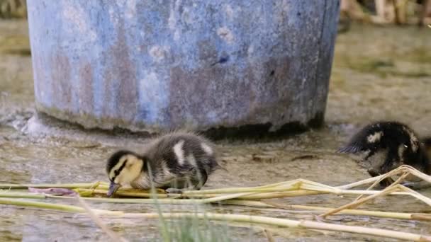 Young Little Ducks Questing Some Foods One Duck Cleaning Oneself — Stok video