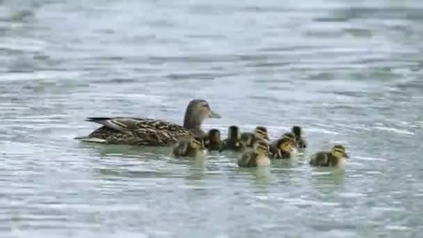 Mom Her Young Little Ducks Swimming Balaton Lake — Stockvideo